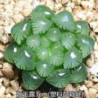 两腿跑 姬玉露多肉植物盆栽 3cm 塑料盆栽