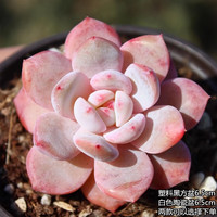 两腿跑 多肉植物带盆栽好小老桩多头精品多肉红宝石桃蛋橙梦露盆栽花卉 橙梦露(3-4cm) 白瓷盆6.5cm栽好发货