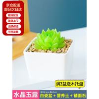 两腿跑 多肉植物套餐含白色陶瓷花盆桃蛋玉露钱串精品高端名贵室内小盆栽 水晶玉露 含盆