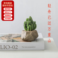 两腿跑 万重山盆栽红太阳网红多肉植物书房室内桌面懒人好养绿植花卉盆景 万重山-海岛礁石盆