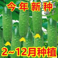 亿鲜赞 H0920100413 水果黄瓜种子 40粒