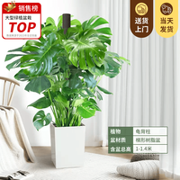 叹为观止 龟背竹 1-1.2米 含盆