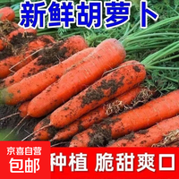 京喜 新鲜带泥胡萝卜农家自种 带泥胡萝卜2斤