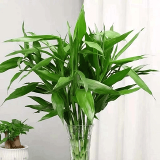 ToSpring 富贵竹 60-70厘米 10枝 水培鲜切花