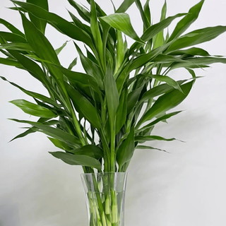 ToSpring 富贵竹 60-70厘米 10枝 水培鲜切花
