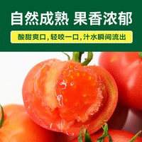 绿行者 普罗旺斯番茄 生吃沙瓤 500g 蔬菜