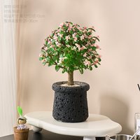 雅花匠 金枝玉叶老桩盆栽 大株