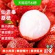 京运达 广东仙进奉荔枝应当季新鲜时令水果桂味妃子笑荔枝王茂名现摘现发900克