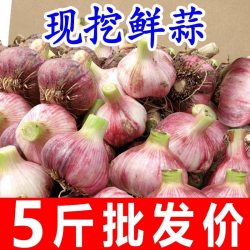 果玥 河南杞县鲜紫皮大蒜 10斤