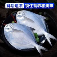 虾有虾途 海捕小银鲳鱼 新鲜冷冻 海鲜水产