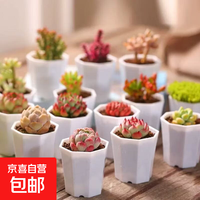 室桌面绿植含盆土节日礼物 随机发货（1盆）