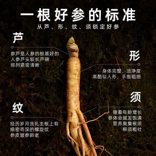 山林温度 长白山保鲜人参 5g*1根 真空塑封
