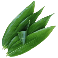 胶功夫 特大号新鲜宽粽子叶 100片+粽绳 箬竹叶