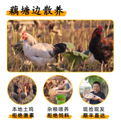 罗春燕 湖北洪湖土鸡蛋 20枚