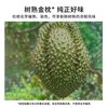 市舶士 泰国金枕榴莲 自然树熟无催熟