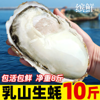 缤鲜 特大现捕乳山生蚝 10斤装 5XL