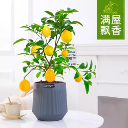 四季柠檬树苗盆栽 柠檬苗-1盆 阳台室内好养植物