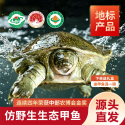 禾田甲 生态）汉寿甲鱼鲜活捕捞1.5-1.75斤/只 下单送礼盒+甲鱼汤