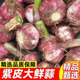 果玥 紫皮鲜大蒜 新鲜湿蒜头