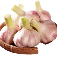 果玥 紫皮鲜大蒜 10斤 蔬菜