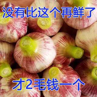 果玥 紫皮鲜大蒜 新鲜湿蒜头