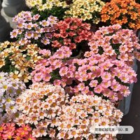 虹越 酢浆草混品种 30球装 种子
