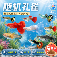 移动端：精品孔雀鱼活鱼大型鱼热带鱼苗观赏鱼新手好养耐活淡水凤尾胎生鱼