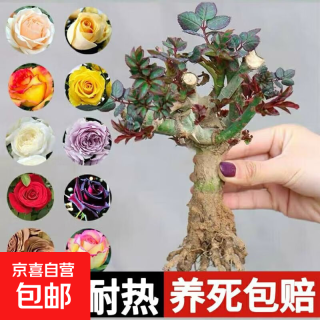 京东 玫瑰老桩花苗室内外盆栽地栽阳台四季开花好养易活花卉月季苗秧 混色系送肥料