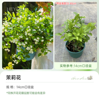 海蒂的花园 ML-26-01 重瓣茉莉花盆栽 带花苞 耐热阳台