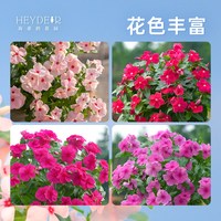 海蒂的花园 长春花 花苗 14cm盆 栽苗 卡拉经典红