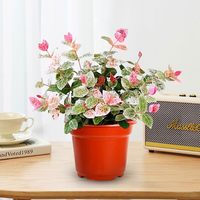 爱你一万年 花叶络石 精品花卉盆栽 彩络叶 吊篮 阳台爬藤苗 绿植庭院植物 垂吊
