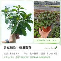 海蒂的花园 糖果薄荷盆栽 12cm含盆