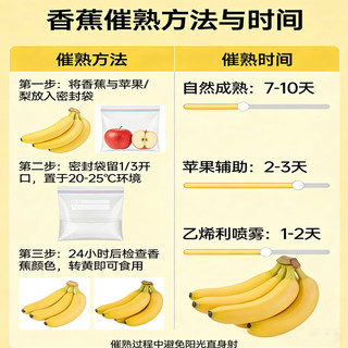 京喜加 云南高山香蕉 带箱9斤 新鲜水果