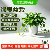 德沃多 绿萝 新房家用绿萝盆栽 10x10x10mm 绿色