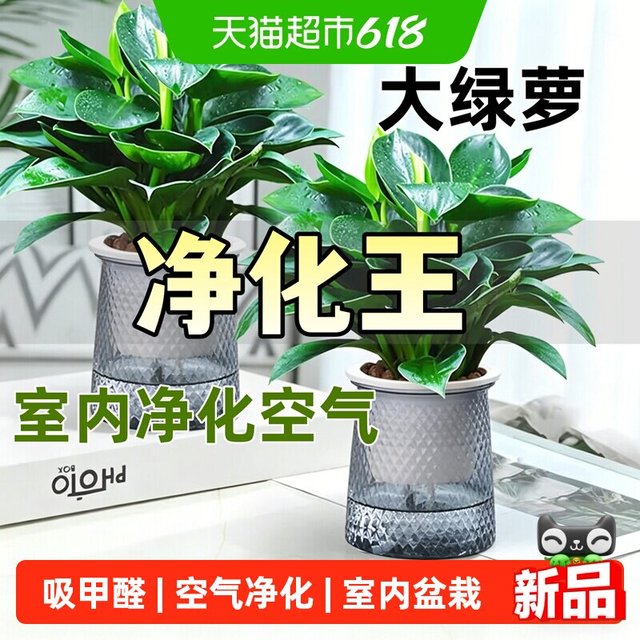 德沃多 新房绿萝盆栽室内客厅绿植花卉净化空气长藤绿箩植物吊兰室内金钻