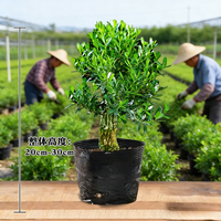 艺韵 矮霸黄杨 观叶植物 带盆栽好 皱皮造型
