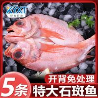 虾有虾途 深海红石斑鱼 新鲜冷冻开背免处理 鱼类