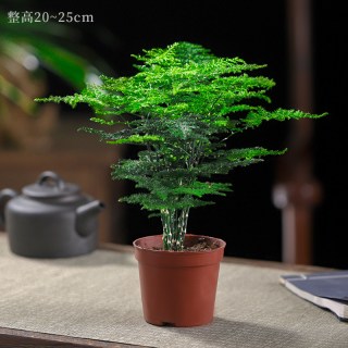 艺韵 文竹00258 文竹盆栽 室内植物 带盆栽好