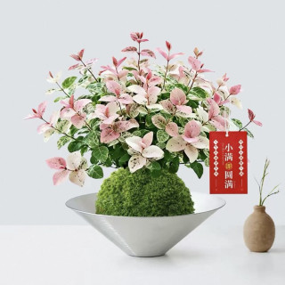 卉之萱 花叶络石苔藓球水培植物 高约15-20cm 含托盘