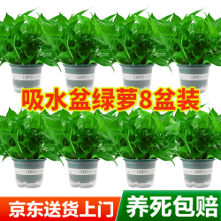 京东绿植 绿萝盆栽除甲醛花卉绿植办公室180款加仑自吸水盆8盆装源头直发