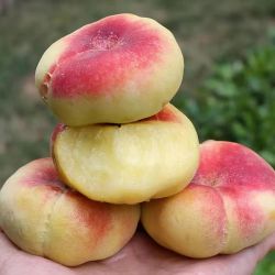 OLOEY 山东 王母蟠桃 黄金毛蟠桃 2.5斤装 10-12个