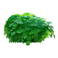 临雅 铜钱草水培植物 带叶*1株 不含盆