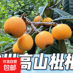 无品牌 四川汶川高山枇杷 3斤 新鲜现摘