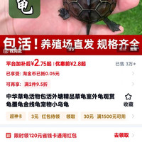 中华草龟活物包活外塘精品草龟室外龟观赏龟墨龟金线龟宠物小乌龟