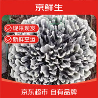 京鲜生 云南干巴菌 1斤