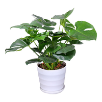 中梦 龟背竹盆栽 50-60cm 3棵 螺纹盆+陶粒