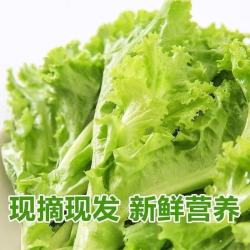 京喜 生吃意大利奶油生菜新鲜生菜即食沙拉烤肉整箱地头现摘 鲜嫩脆甜 整箱2斤（净重1.6斤）