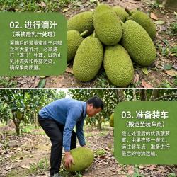 爱伴家 海南菠萝蜜 黄肉 20-25斤 新鲜水果