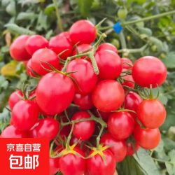 京喜 新鲜小番茄 山东圣女果 2斤 1.7斤