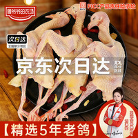鲁爷爷的农场 鸽子肉生鲜鲜活土鸽子新鲜现杀农家散养乳鸽老鸽子5年孕妇煲汤 5年农家散养老鸽子净重约45